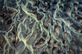 Glacial Patterns | Print